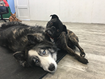 Happy pups