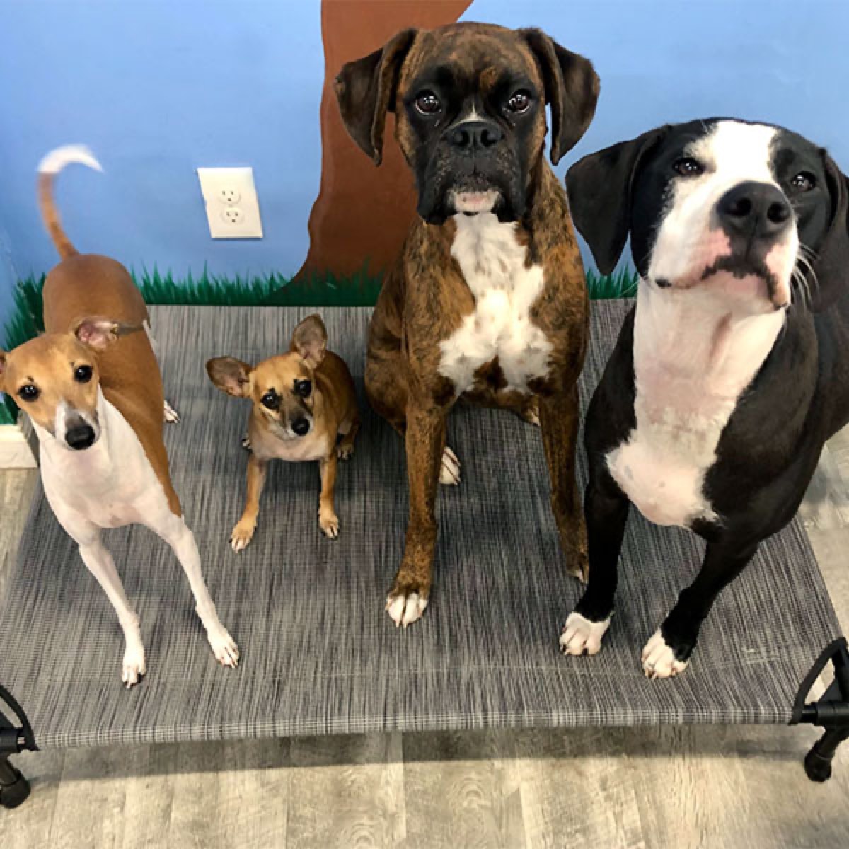 The Scallywags family